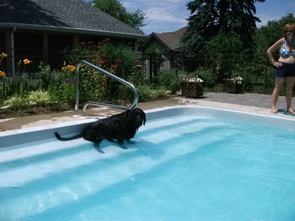 Dog Pool!